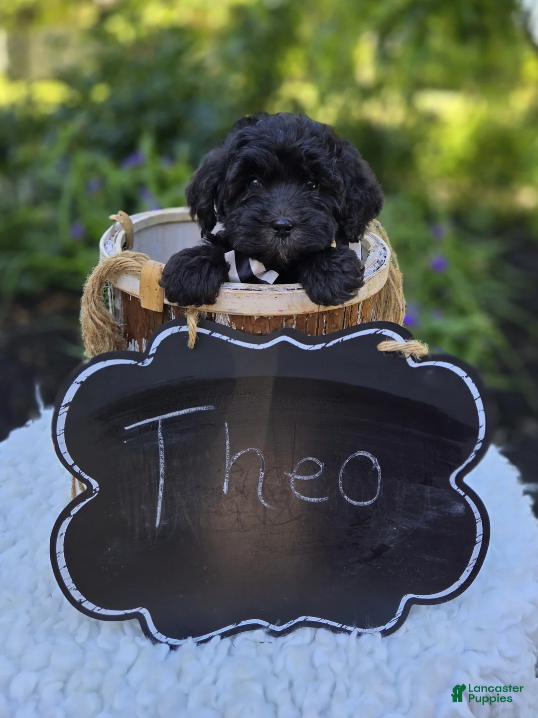 Mini Sheepadoodle dogs for sale: Theo - Ad 4