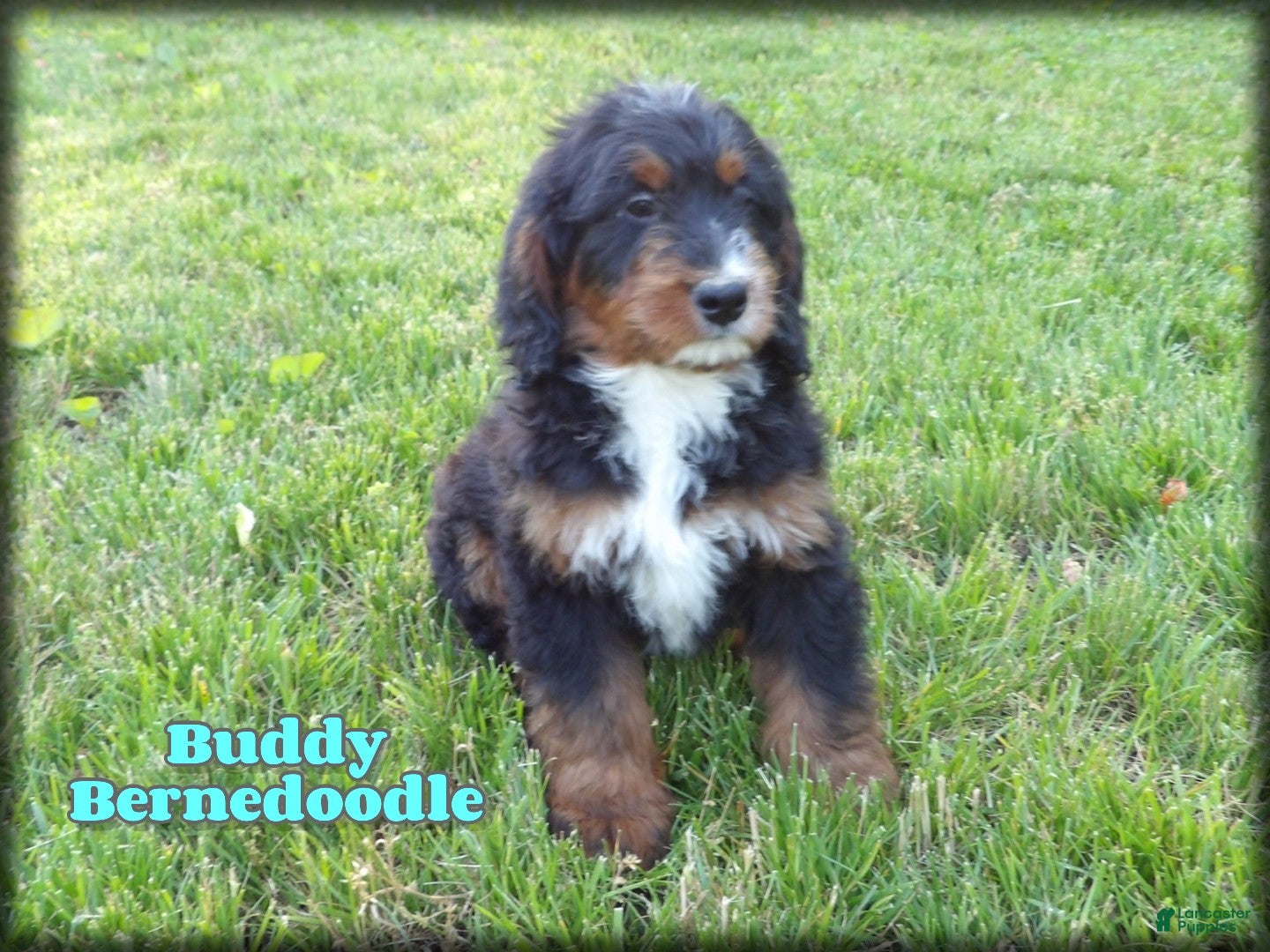 Bernedoodle dogs Buddy - Ad 1
