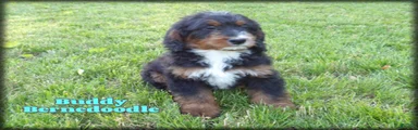 Buddy