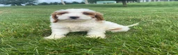 Cockapoo dogs for sale: Chase - Ad 12