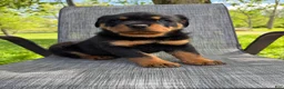 Rottweiler dogs for sale: Bear - Ad 2