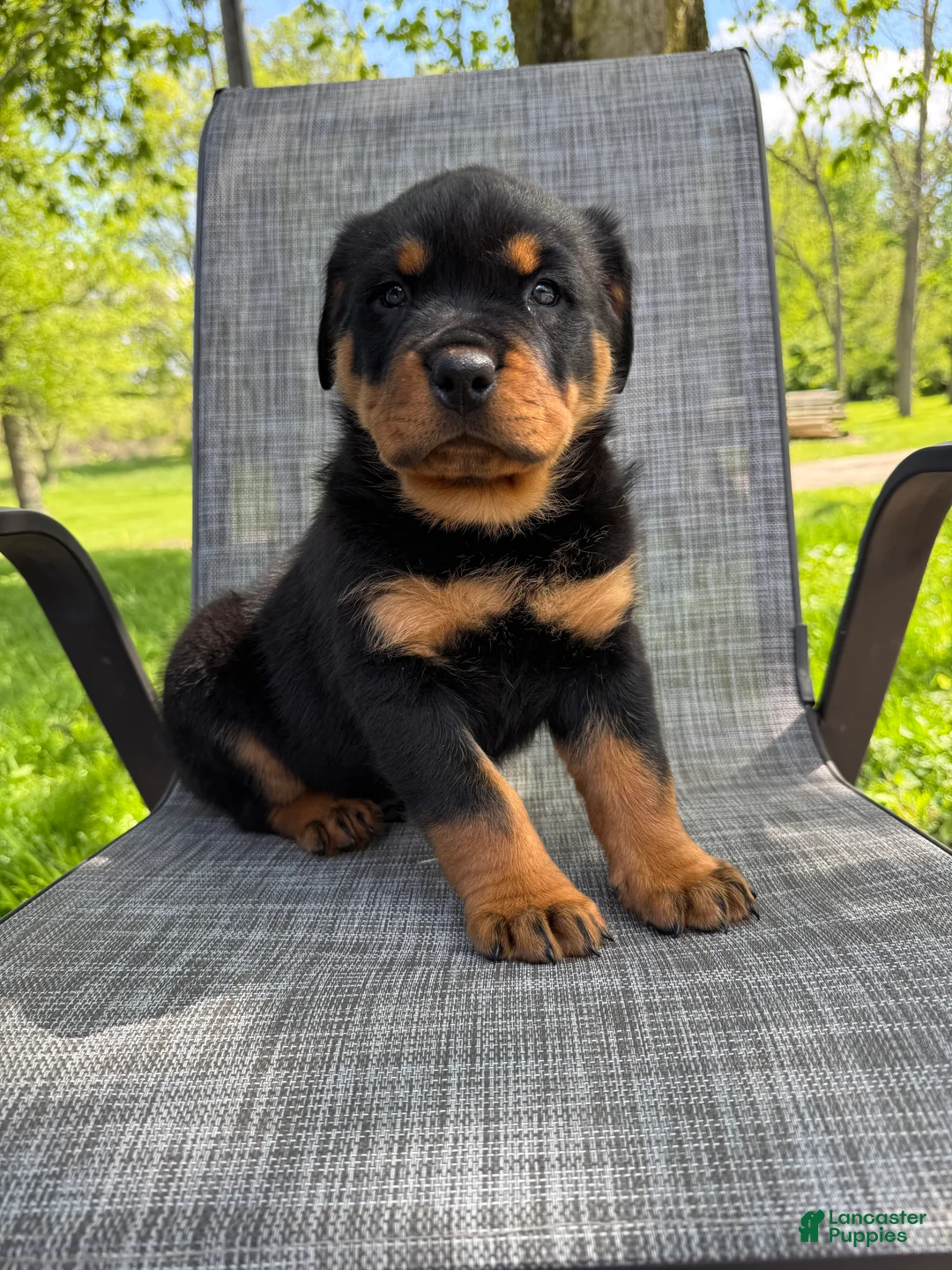 Rottweiler dogs for sale: Bear - Ad 2