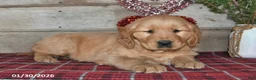 Golden Retriever dogs for sale: Amber - Ad 2