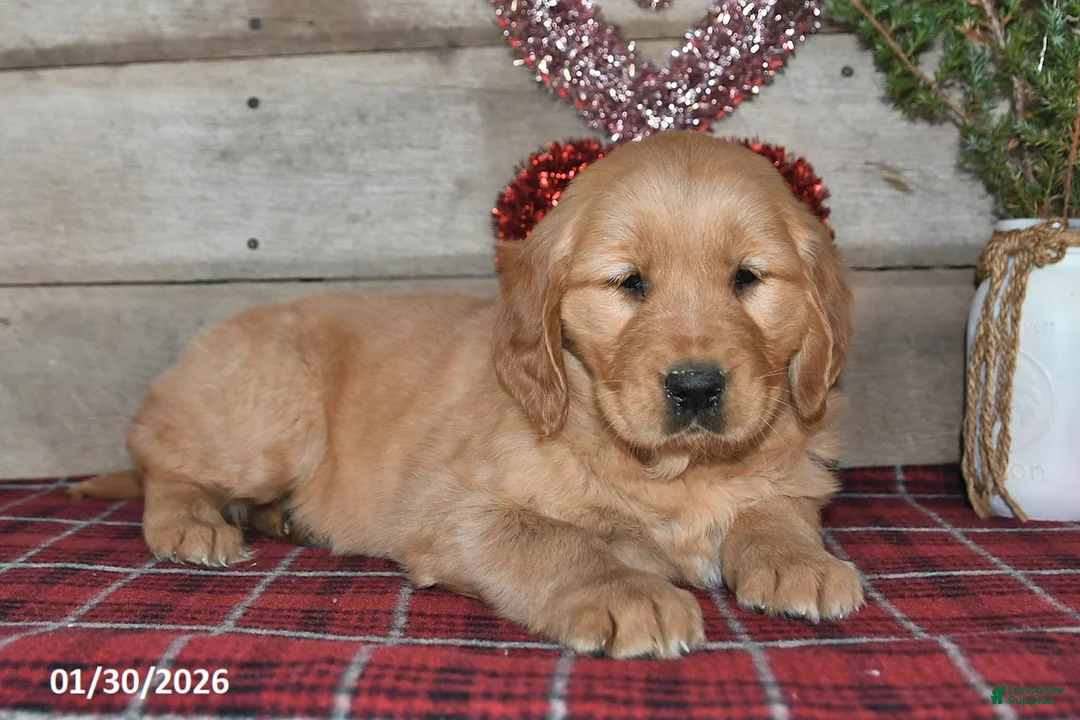 Golden Retriever dogs for sale: Amber - Ad 2