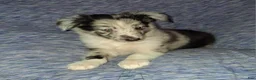 Shetland Sheepdog dogs for sale: Marcus - Ad 11