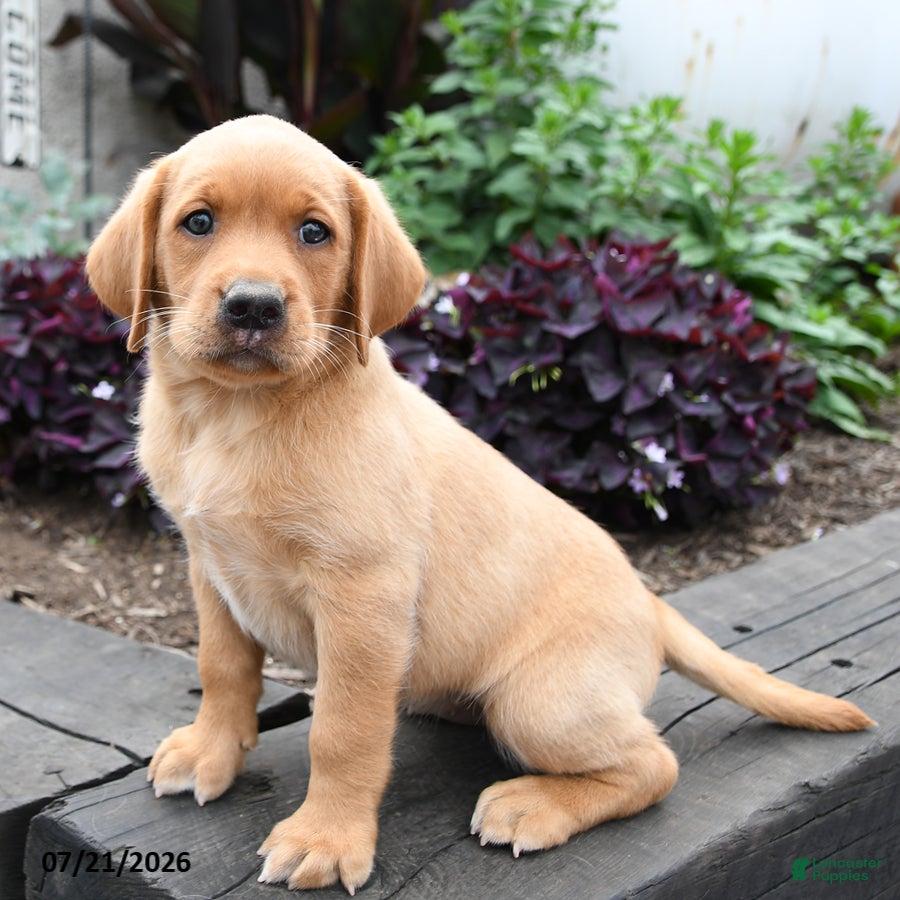 Labrador Retriever dogs Wren - Ad 2