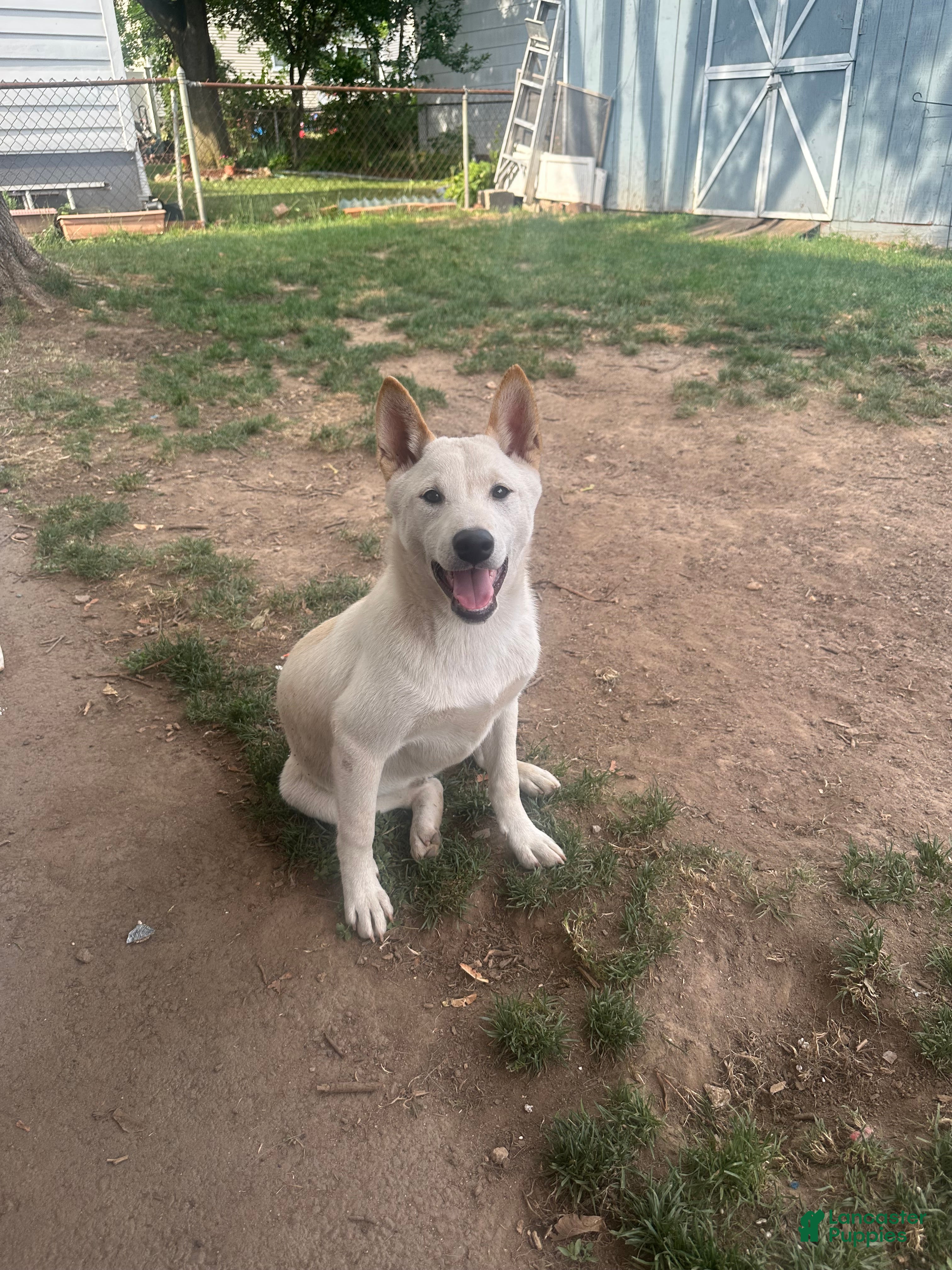Shiba Inu dogs Sparky - Ad 1