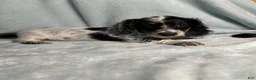 Dachshund dogs for sale: Newman - Ad 3