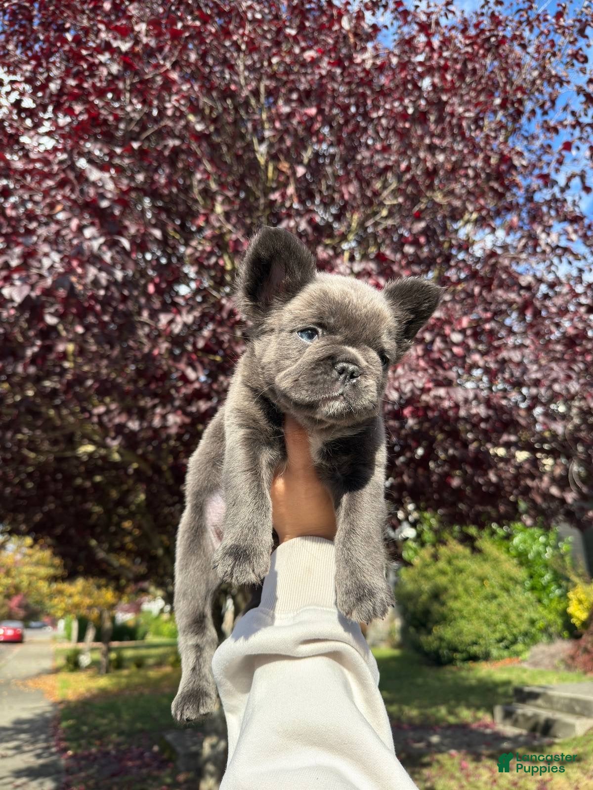 French Bulldog dogs Pash Blue Fluffy Female French Bulldog Puppy - Ad 30
