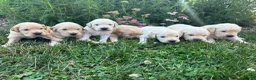 Golden Retriever dogs for sale: Golden Retriever 5 - Ad 3