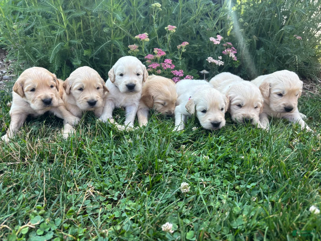 Golden Retriever dogs for sale: Golden Retriever 5 - Ad 3