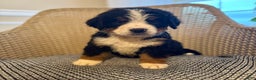 Bernese Mountain Dog dogs for sale: Indie - Ad 3