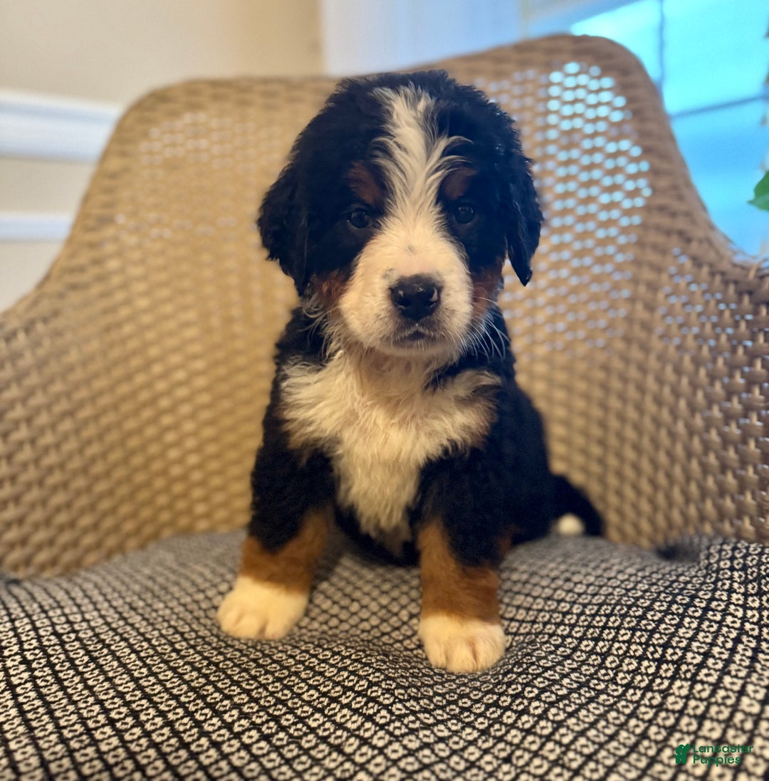 Bernese Mountain Dog dogs for sale: Indie - Ad 3