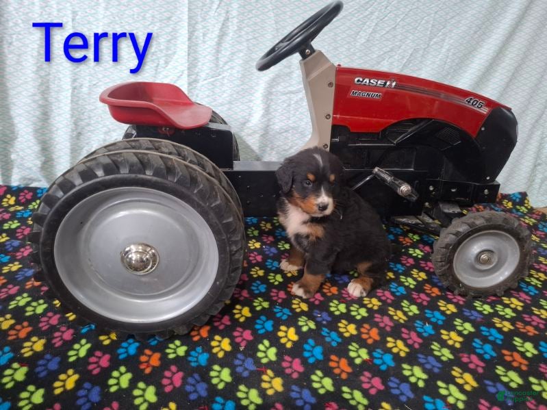 Bernese Mountain Dog dogs Terry - Ad 2