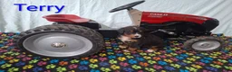 Bernese Mountain Dog dogs for sale: Terry - Ad 2