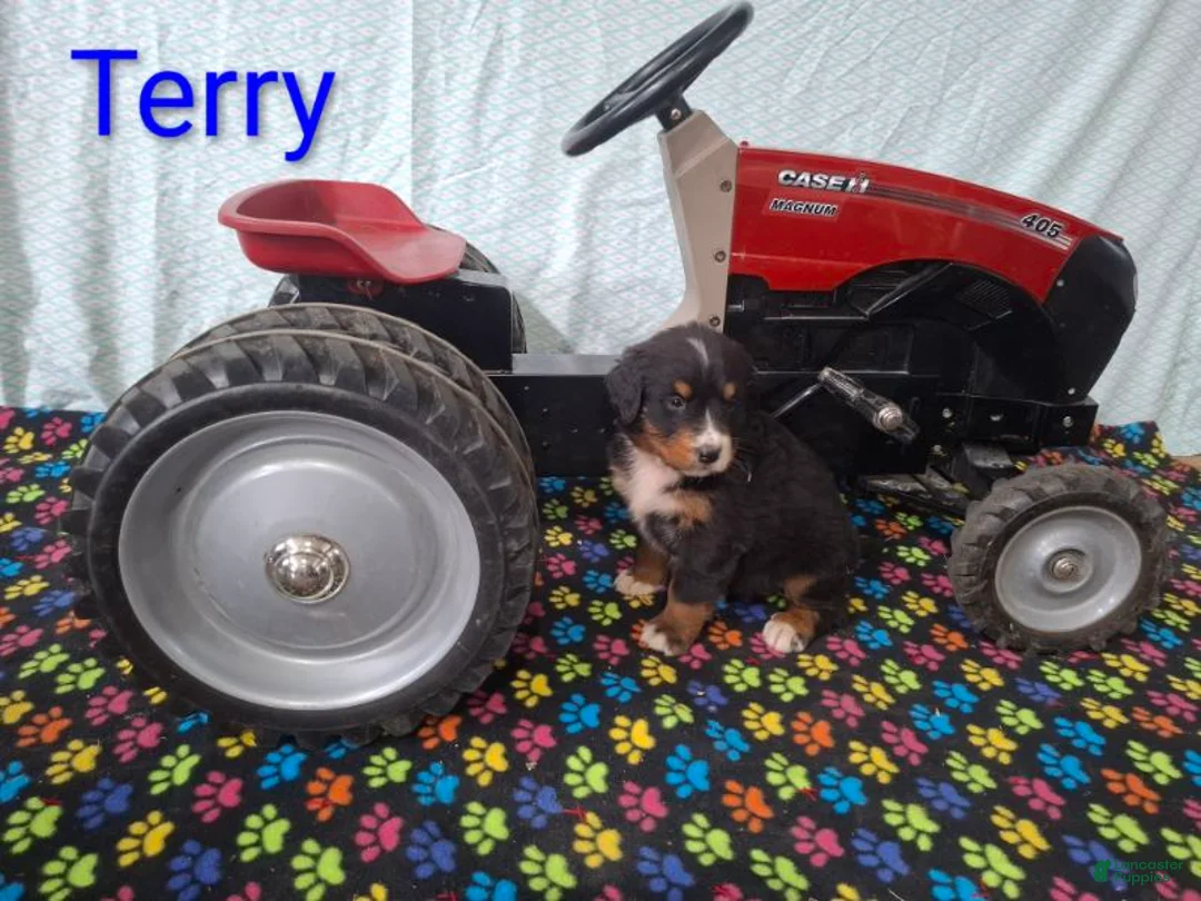 Bernese Mountain Dog dogs for sale: Terry - Ad 2