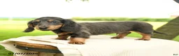 Miniature Dachshund dogs for sale: Pepper - Ad 4