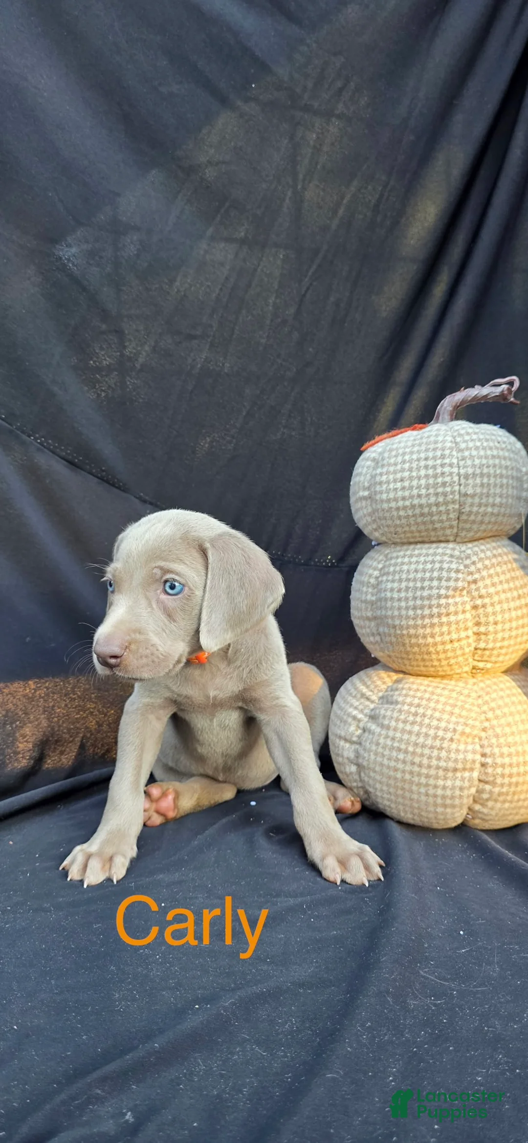 Weimaraner dogs for sale: Carli - Ad 2
