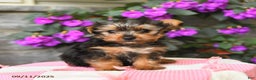 Yorkshire Terrier dogs for sale: Ridley EXTRA SMALL - Ad 6