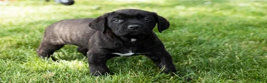 Remington 