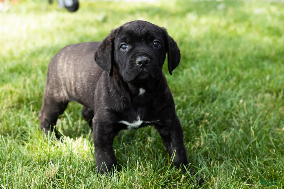 Cane Corso dogs for sale: Remington  - Ad 1