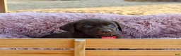 Labrador Retriever dogs for sale: Red Collar - Ad 7