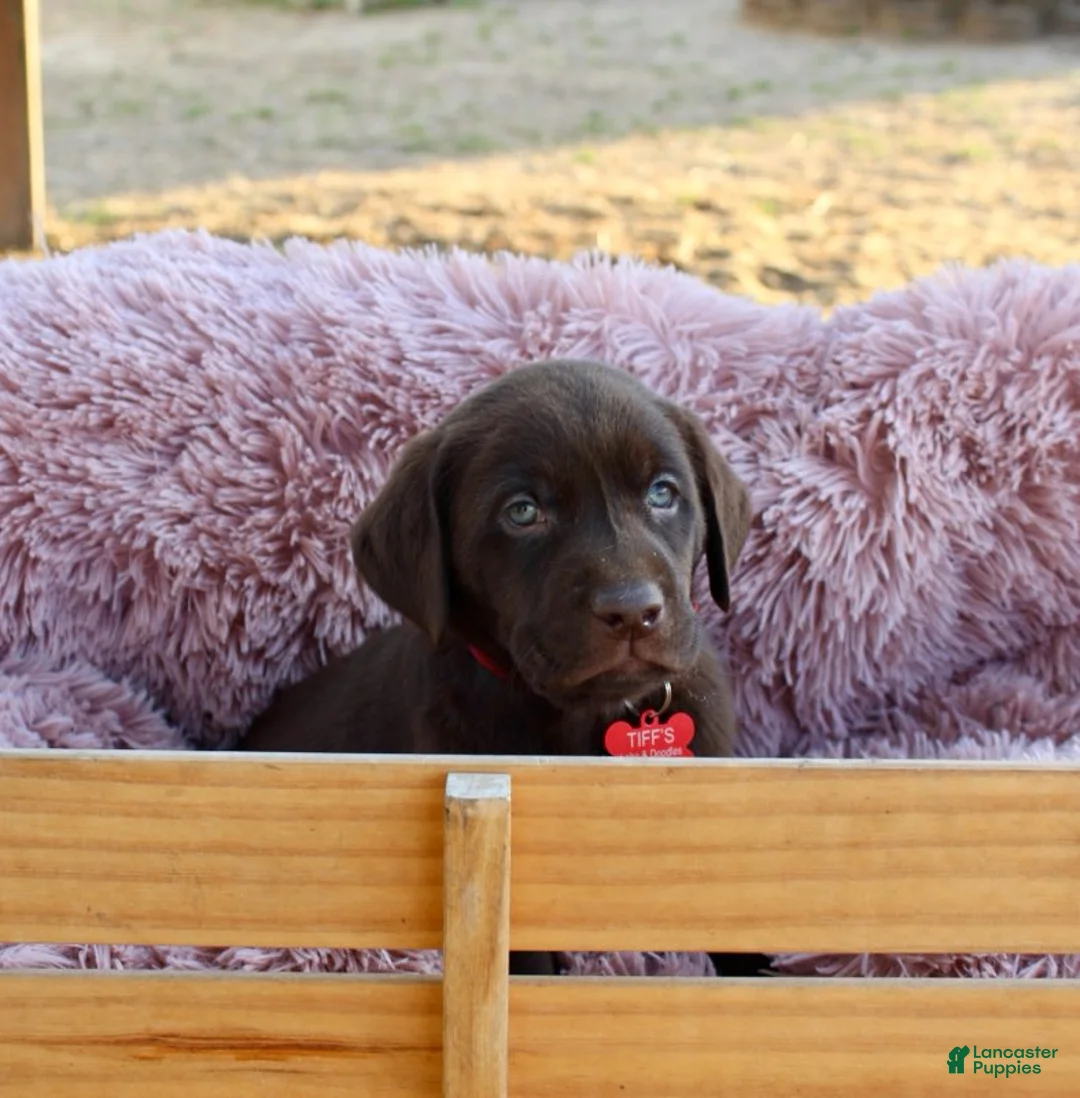 Labrador Retriever dogs for sale: Red Collar - Ad 7