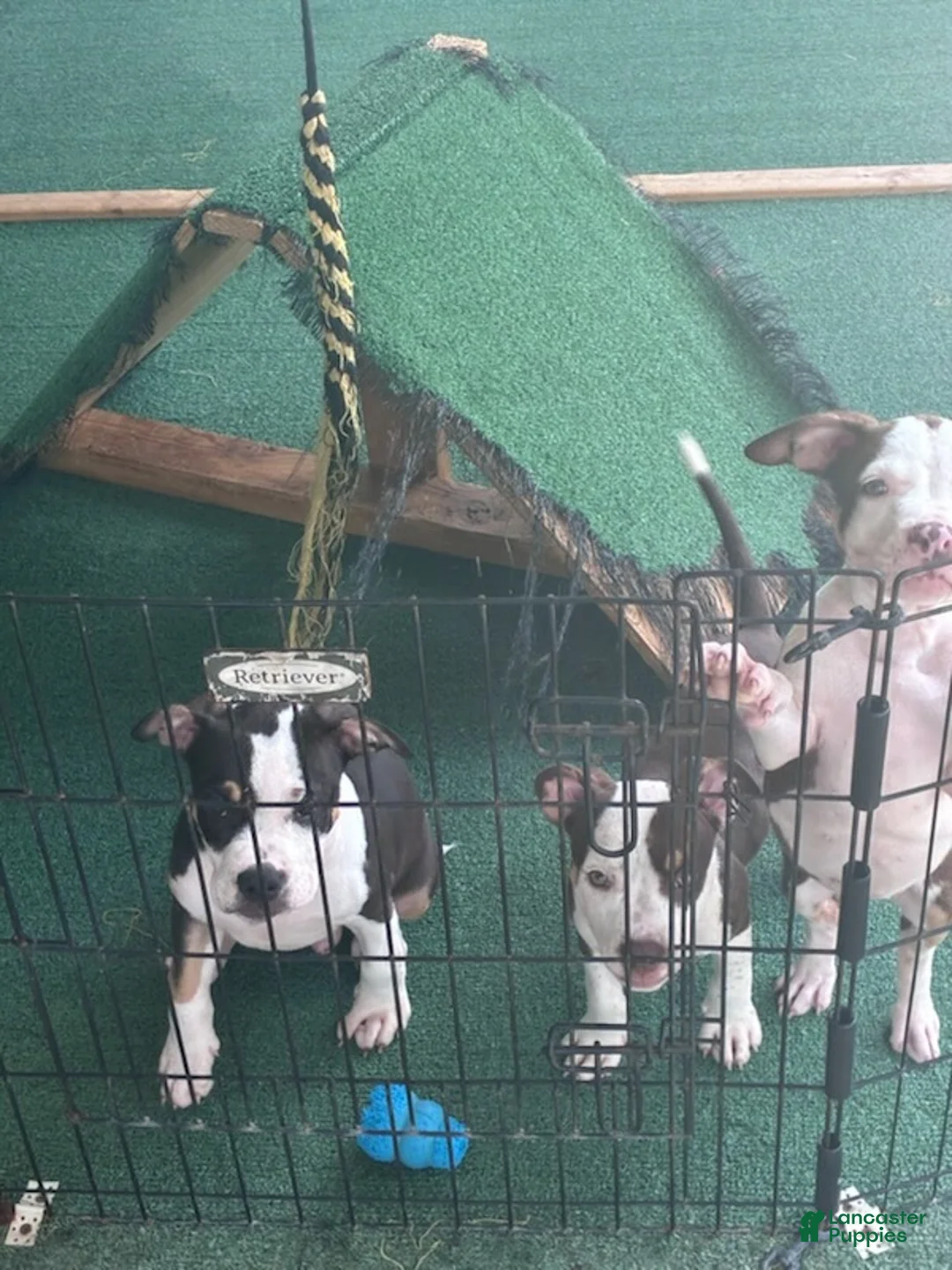 American Bully dogs for sale: American Bully 2 - Ad 2