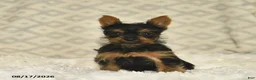 Yorkshire Terrier dogs for sale: Lacey - Ad 5
