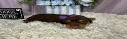 Miniature Dachshund dogs for sale: Miniature Dachshund 2 - Ad 3