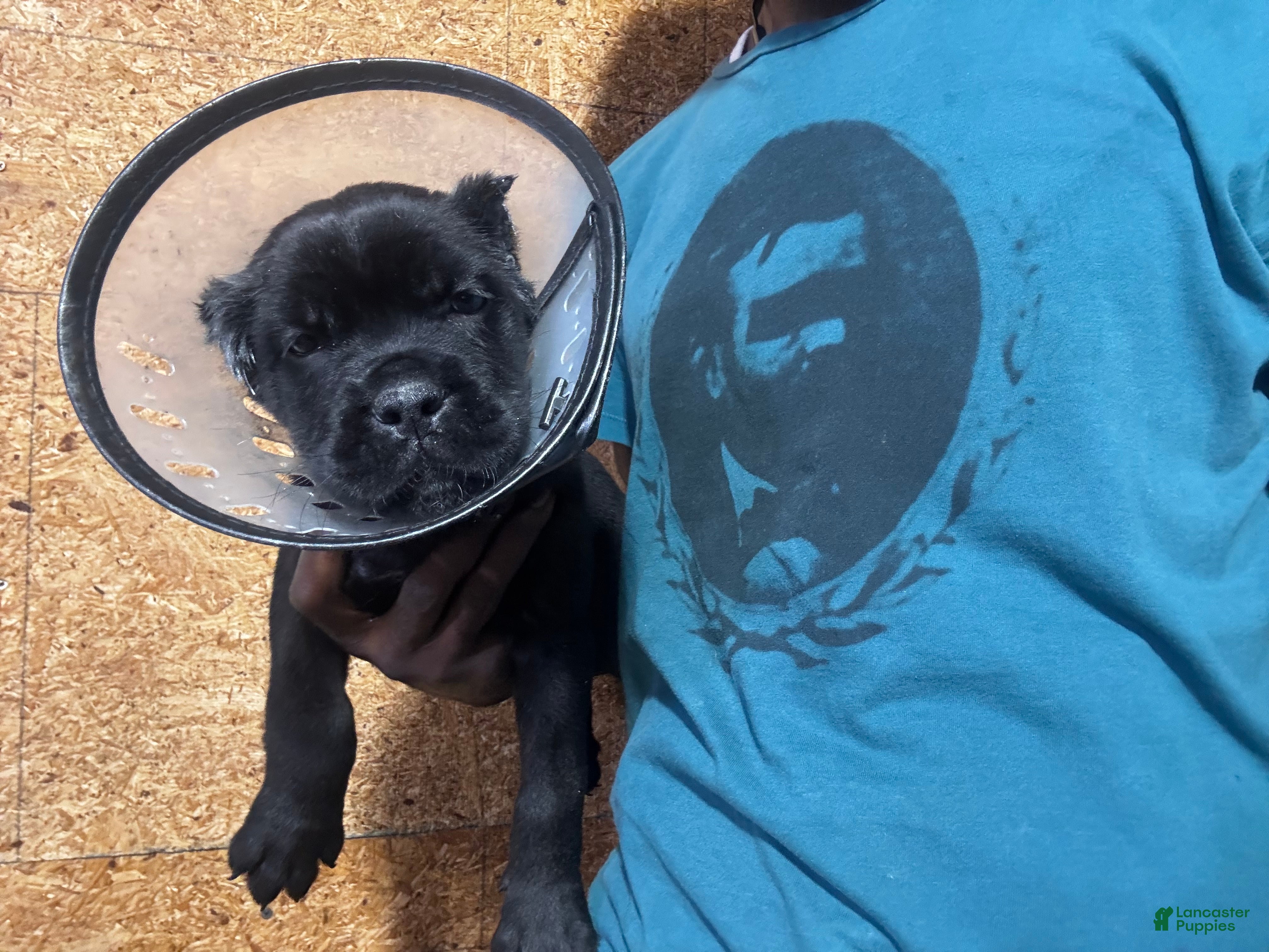 Cane Corso dogs Cane Corso 1 - Ad 1