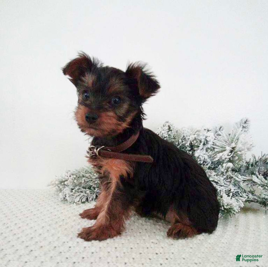 Yorkshire Terrier dogs for sale: Judy - Ad 6
