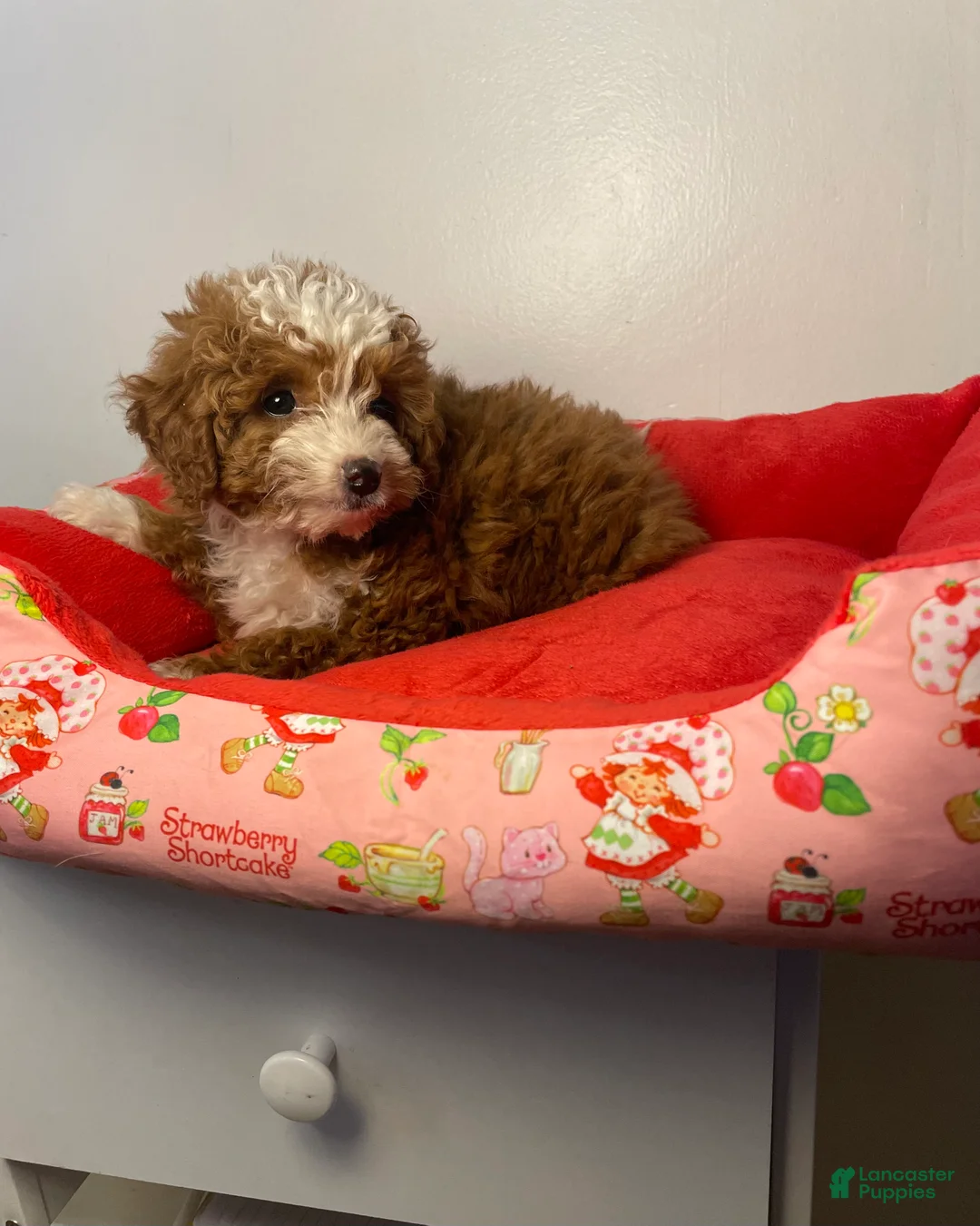 Toy Poodle dogs for sale: Daisy  - Ad 10