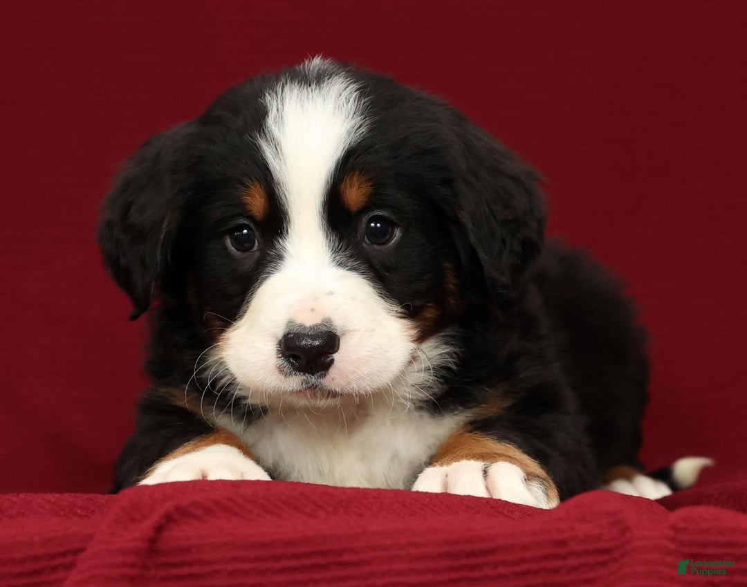 Bernese Mountain Dog dogs for sale: King - Ad 2
