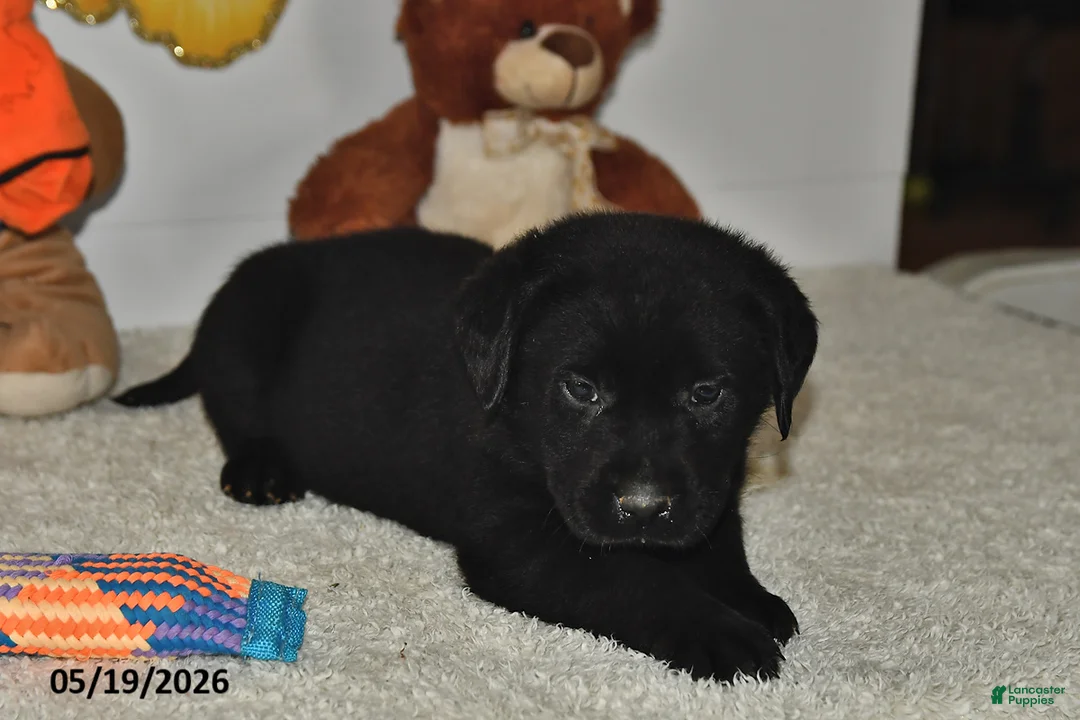 Labrador Retriever dogs for sale: Charlie - Ad 1