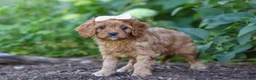 Cavapoo dogs for sale: Iylla - Ad 3