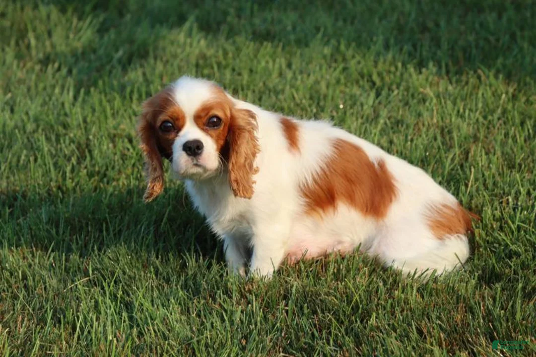 Cavalier King Charles Spaniel dogs for sale: Saul - Ad 2