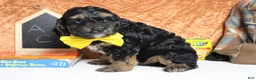 Cockapoo dogs for sale: Rocky  - Ad 6