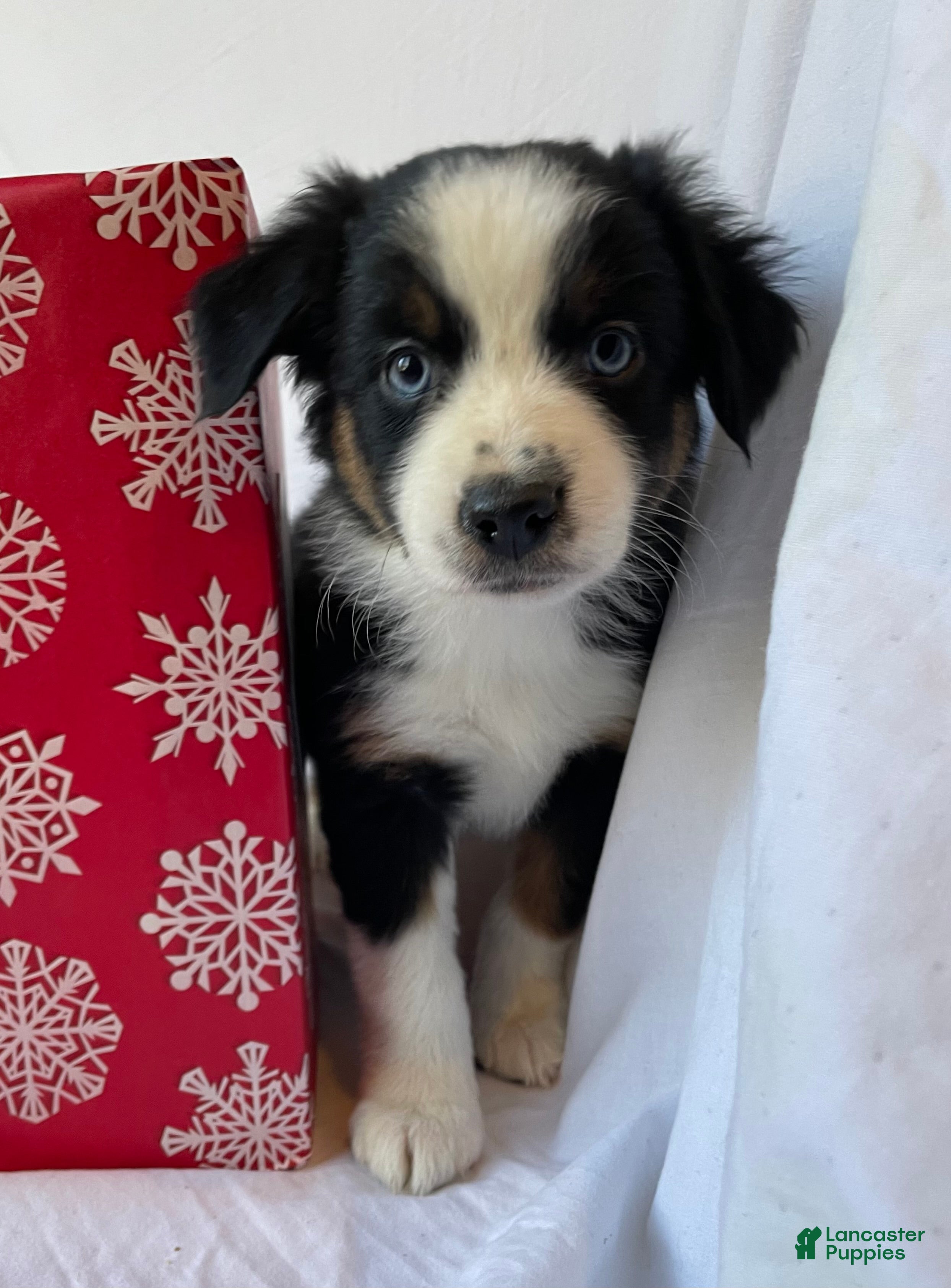 Australian Shepherd dogs Iris - Ad 35