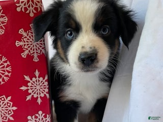 Australian Shepherd dogs Iris - Ad 35