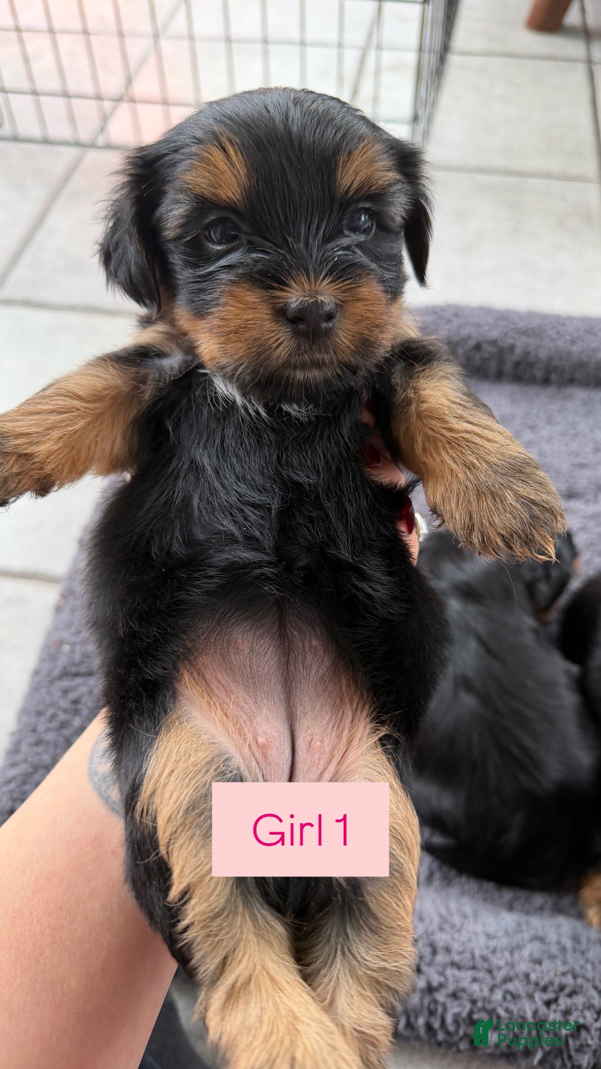 Shorkie dogs Shorkie Puppy 2 - Ad 5