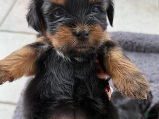 Shorkie dogs Shorkie Puppy 2 - Ad 35