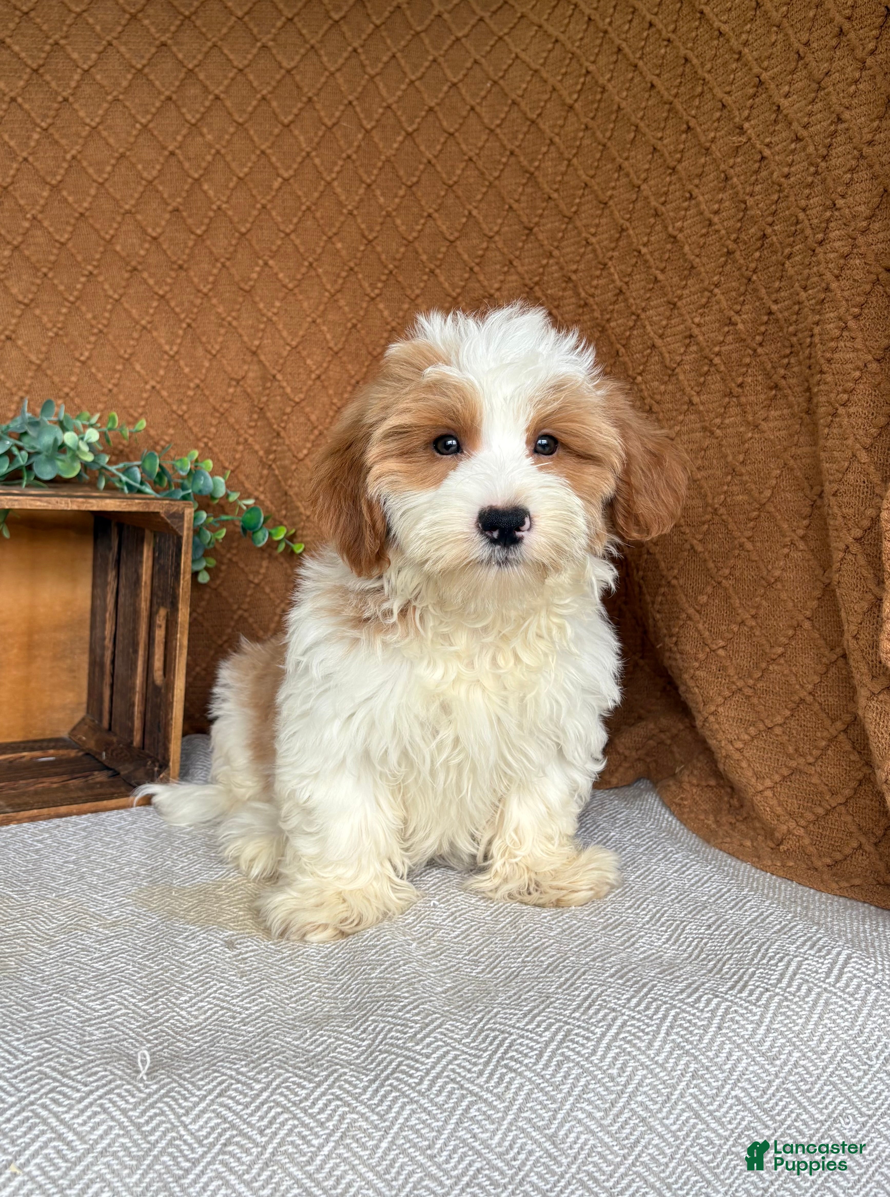 Havanese dogs Tank  - Ad 2