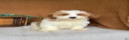 Havanese dogs for sale: Tank  - Ad 2