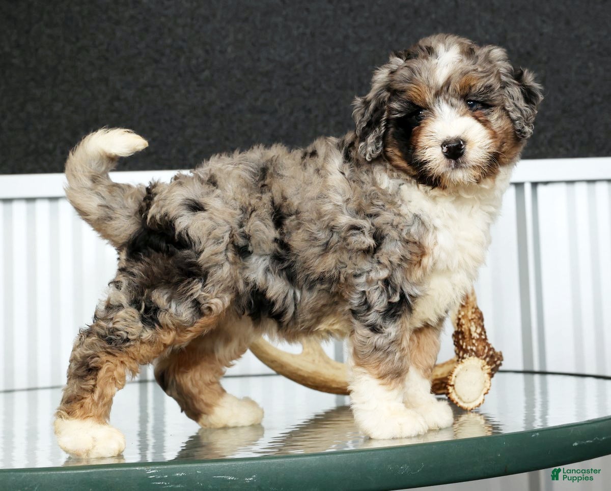 Mini Bernedoodle dogs Faith - Ad 1