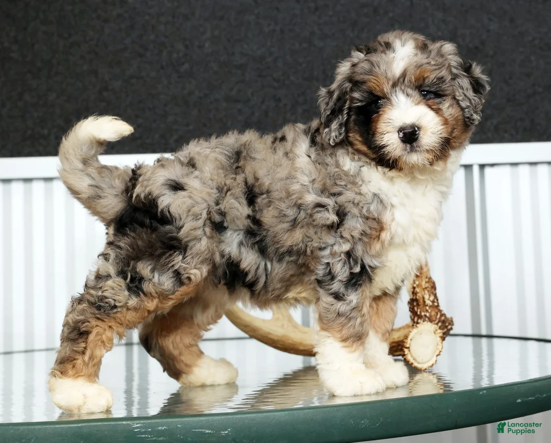 Mini Bernedoodle dogs for sale: Faith - Ad 1
