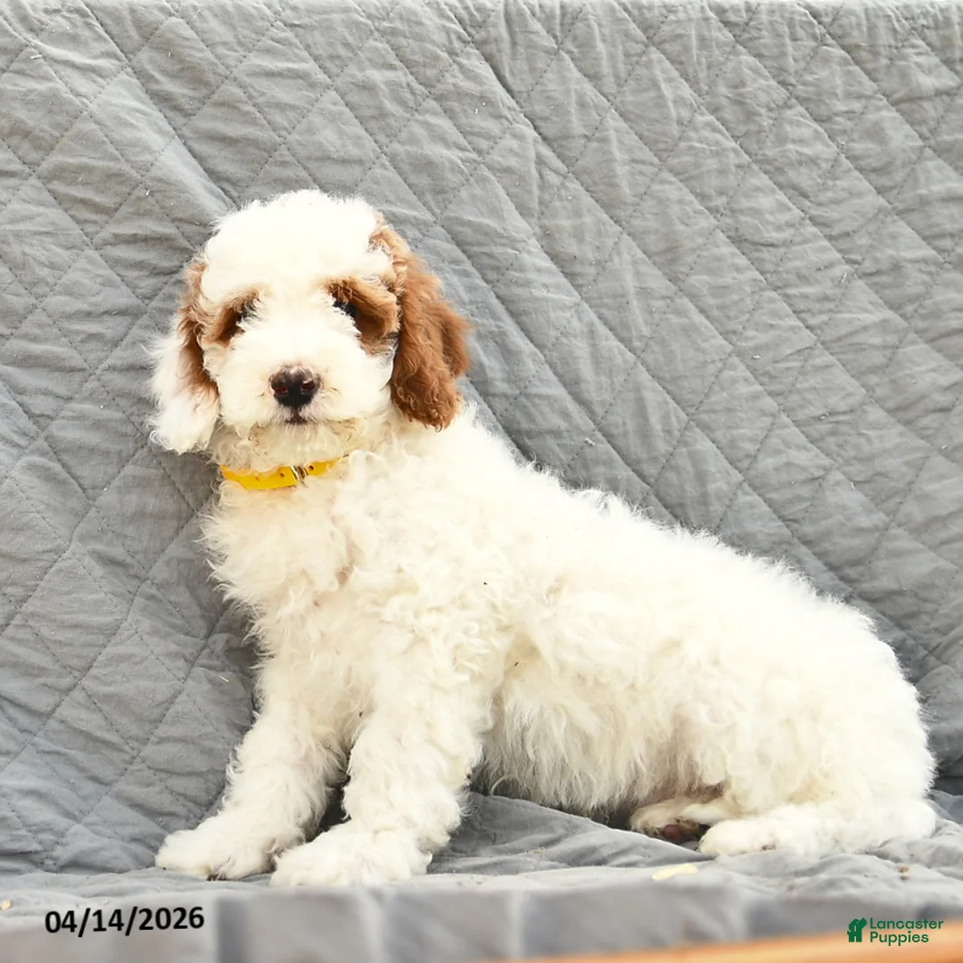 Miniature Poodle dogs for sale: Navy  - Ad 3