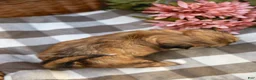 Shih Tzu dogs for sale: Andranella - Ad 6