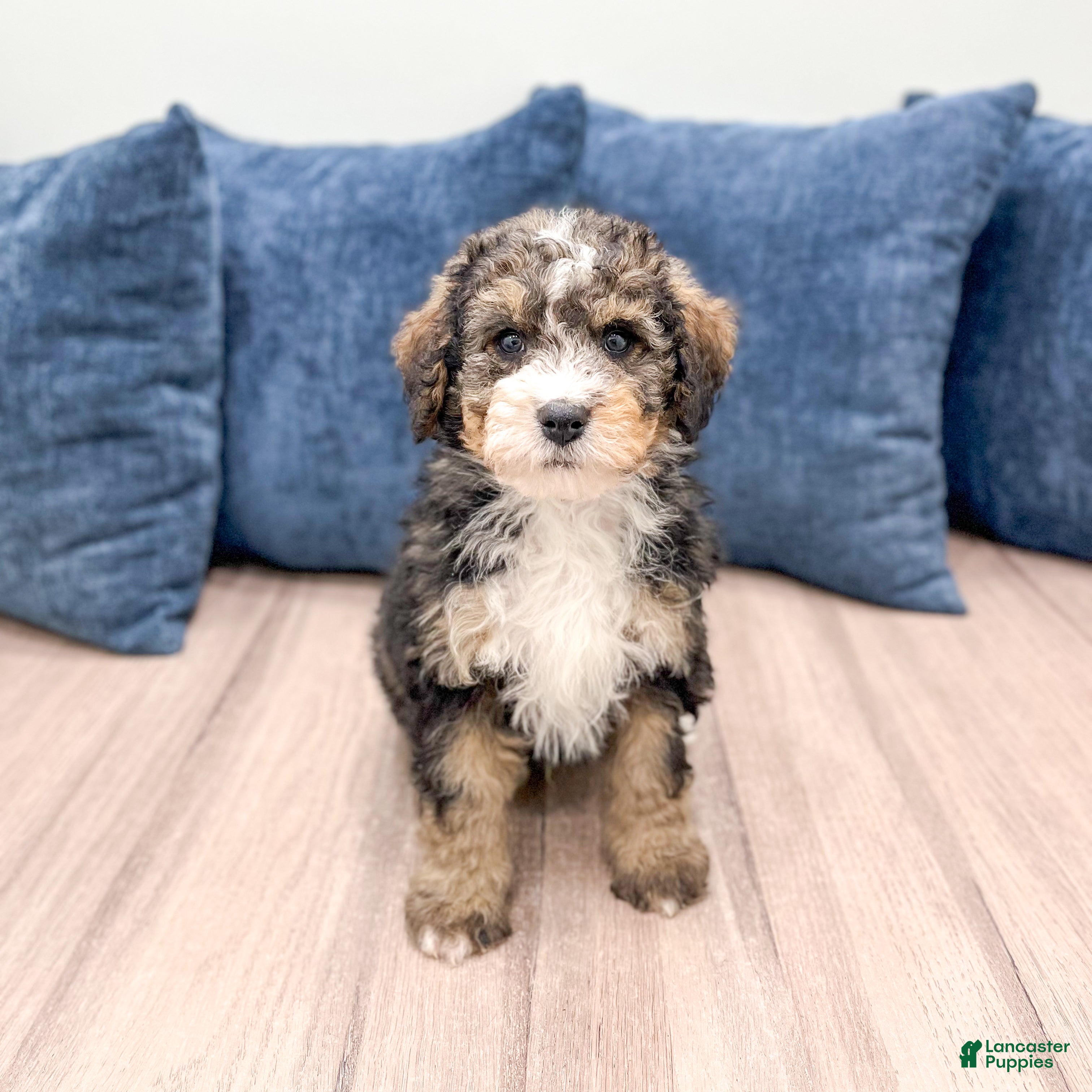Mini Bernedoodle dogs Wally - Ad 2
