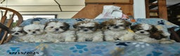 Shih Tzu dogs for sale: Eve  - Ad 5